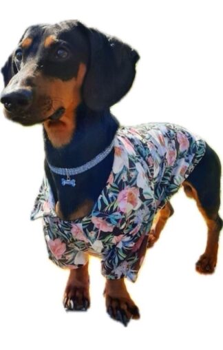 Camisa verano talle 3