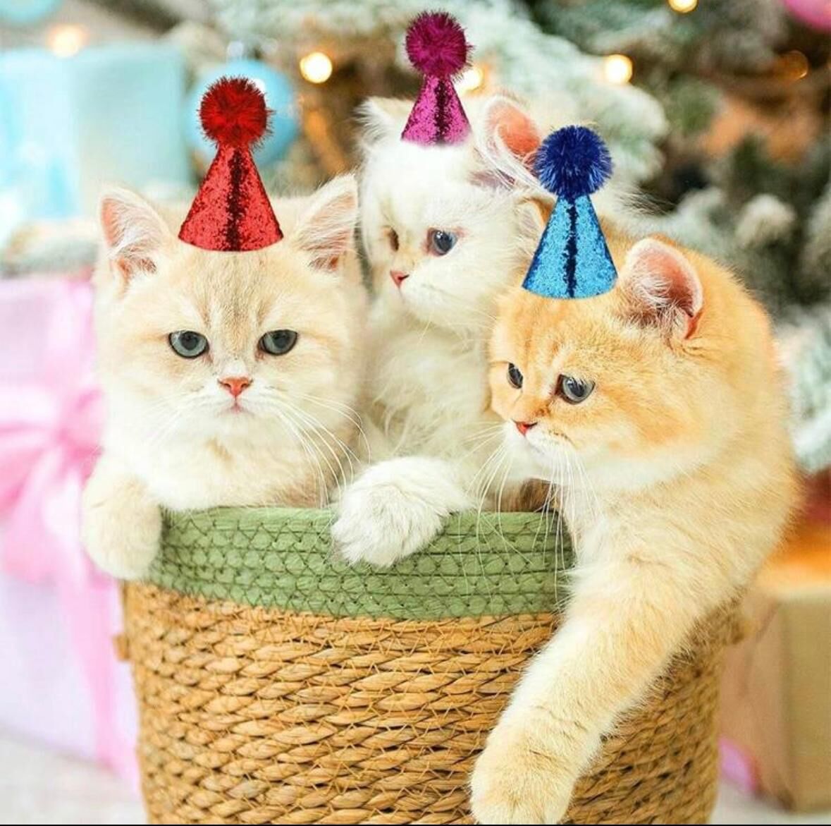 Bonetes Brillantes - Imagen 4